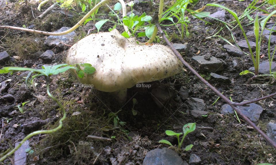 Fungus, Mushroom, Nature, Food, Flora