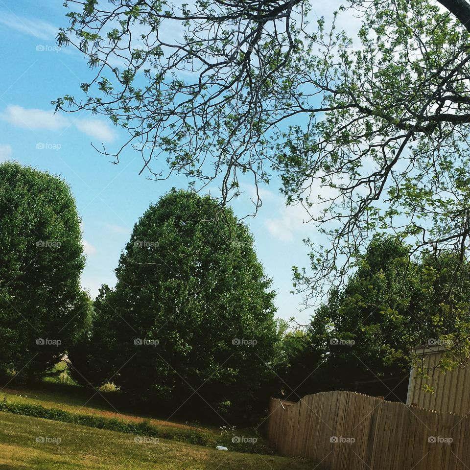 back yard. I thought the pear trees and the grass looked peaceful.
