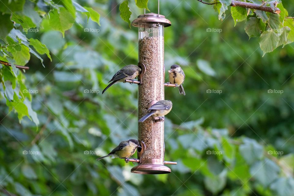 Birds at bird feeder