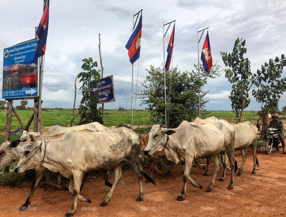 #cambodia #rural #cows