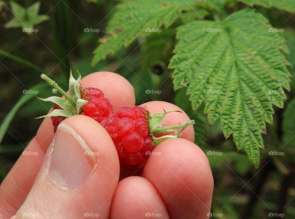 Pair of wild rasberries