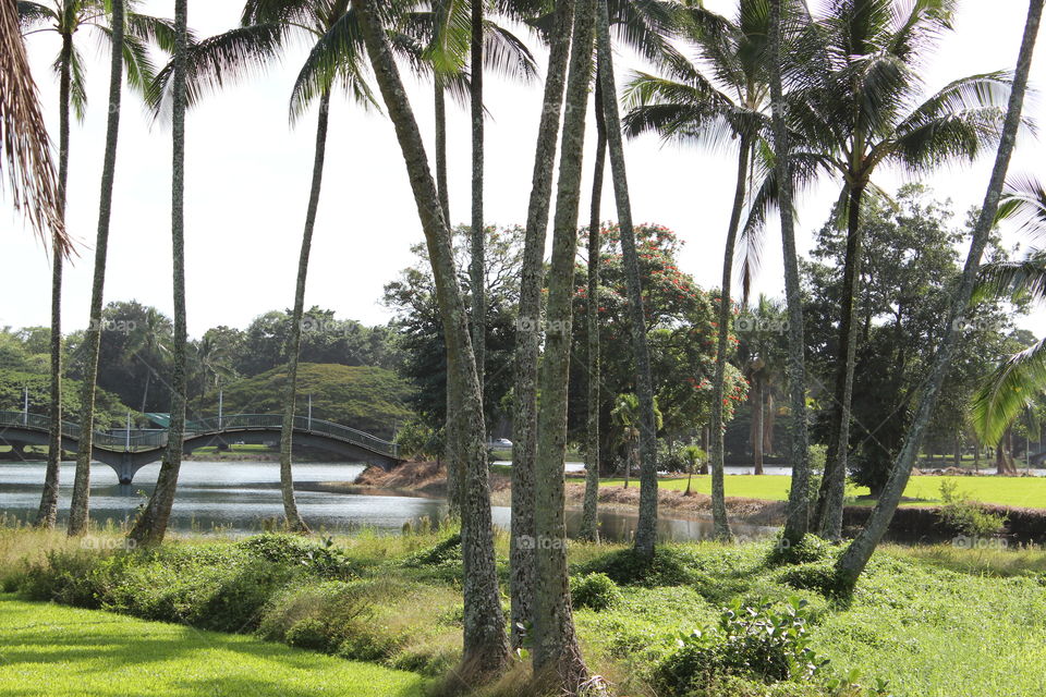 Serene tropical park and bridge