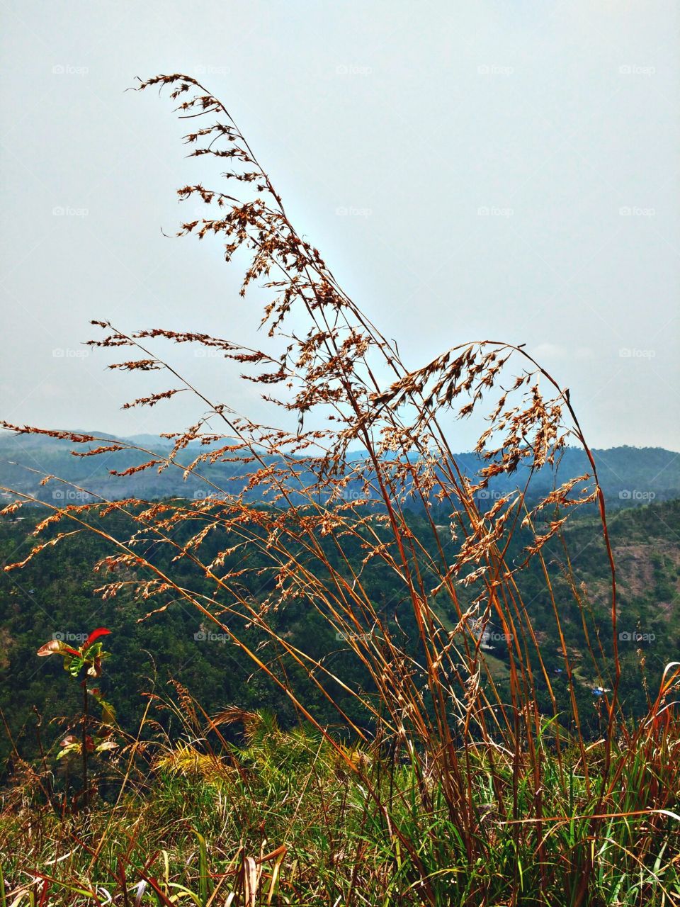 grass on hill top