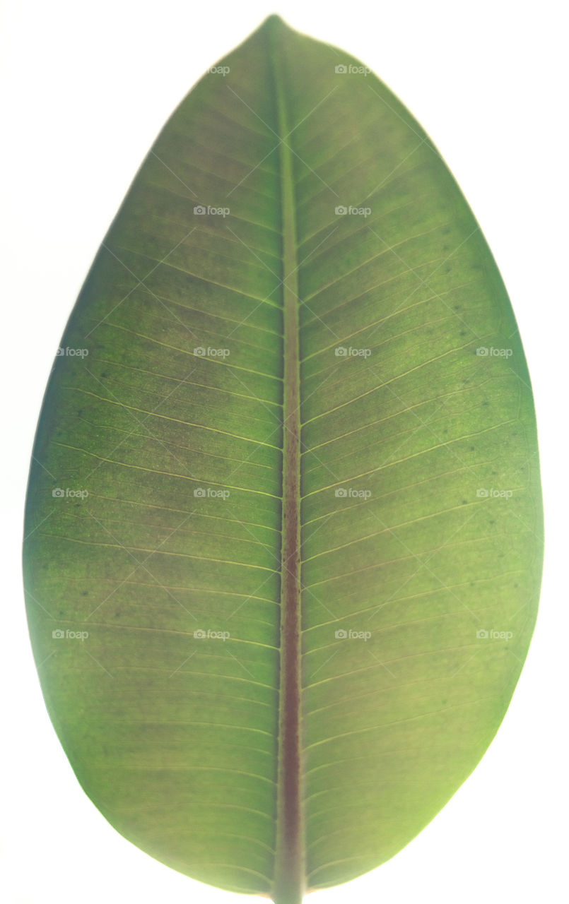 Life in a leaf.. Leaf study art