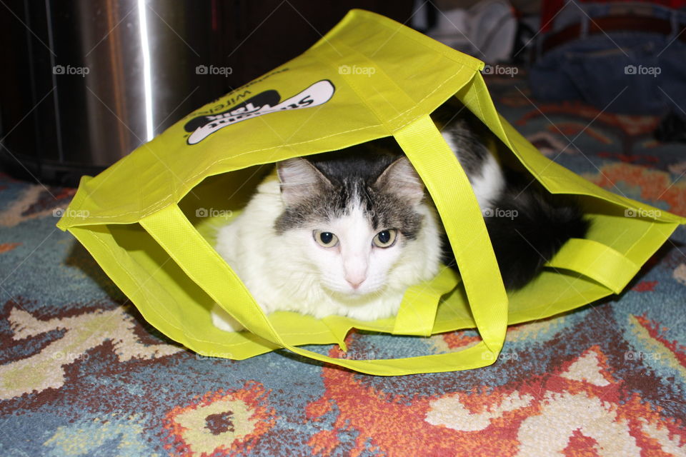 cat in bag 3