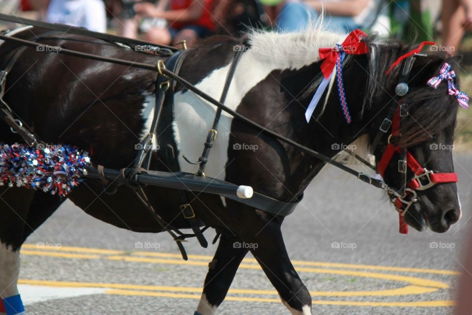 Miniature Parade Horse. July 4th Parade