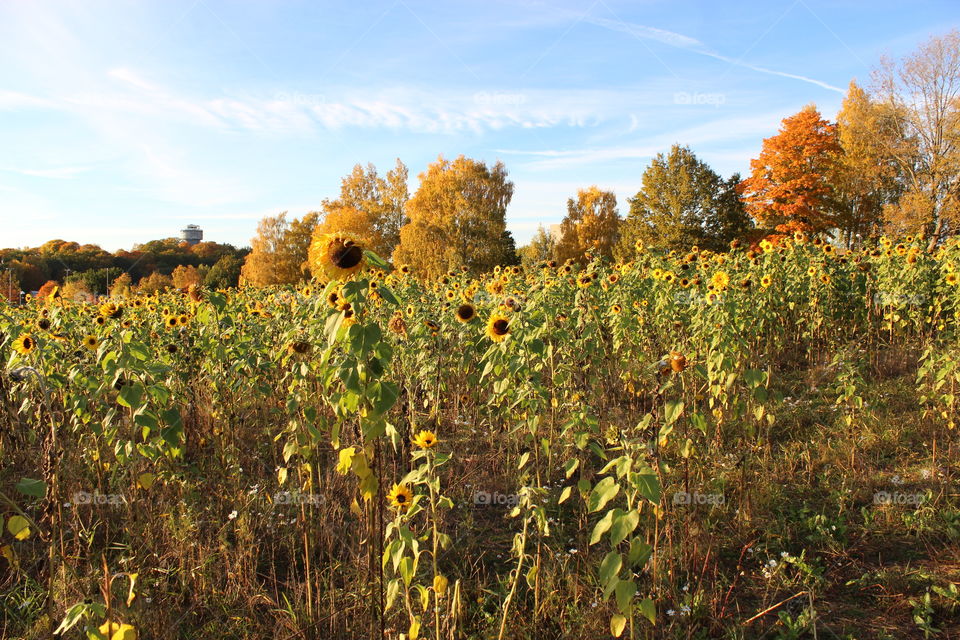 Field of sunflowers