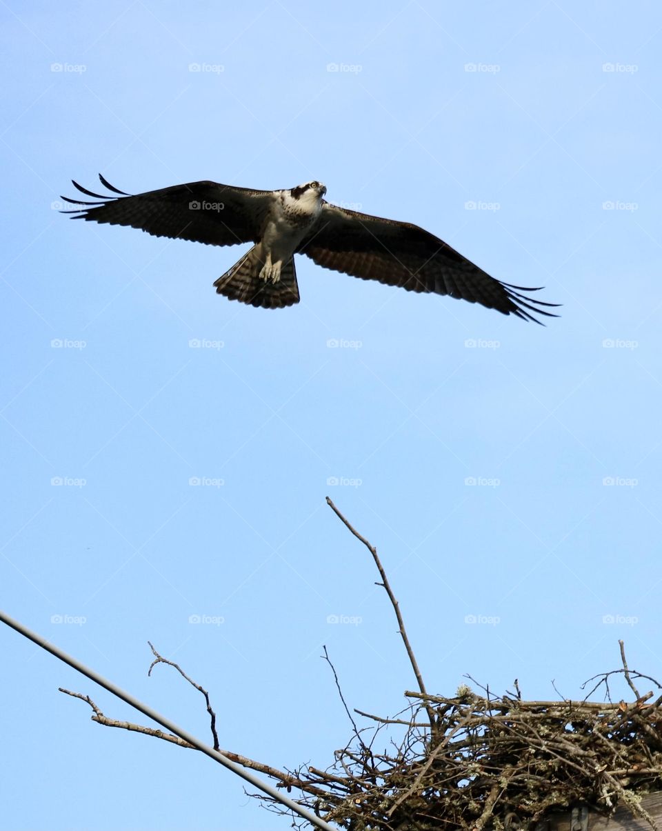 An osprey flies over it’s large nest as it searches for food near an estuary in Steilacoom, Washington 