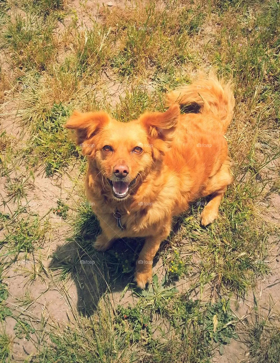 ginger