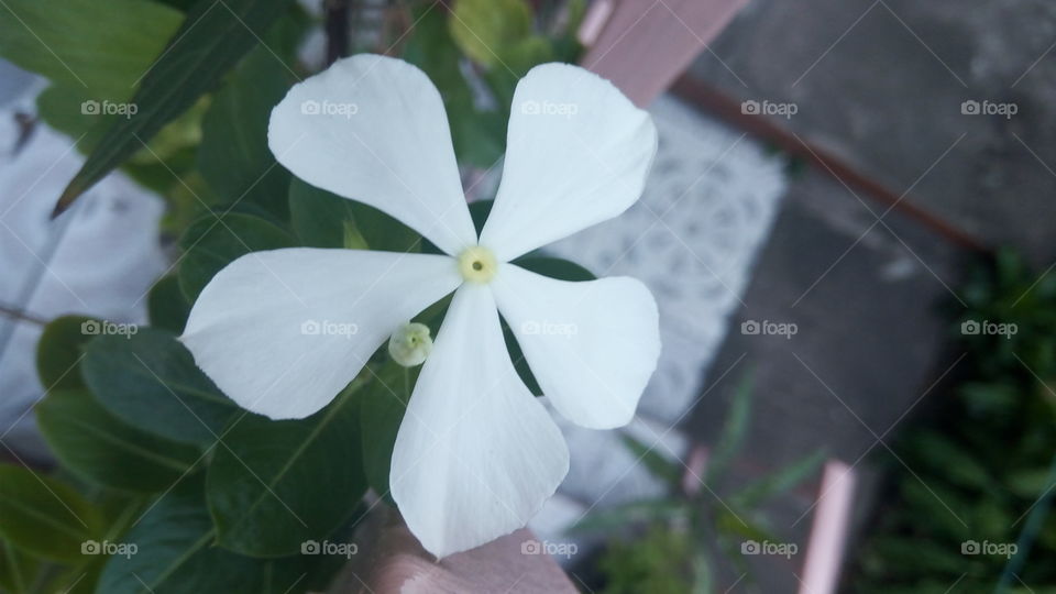 white periwinkle