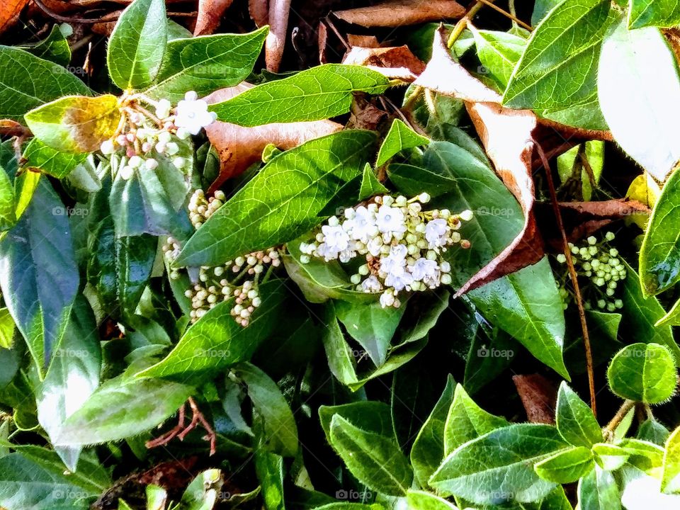 small white flowers