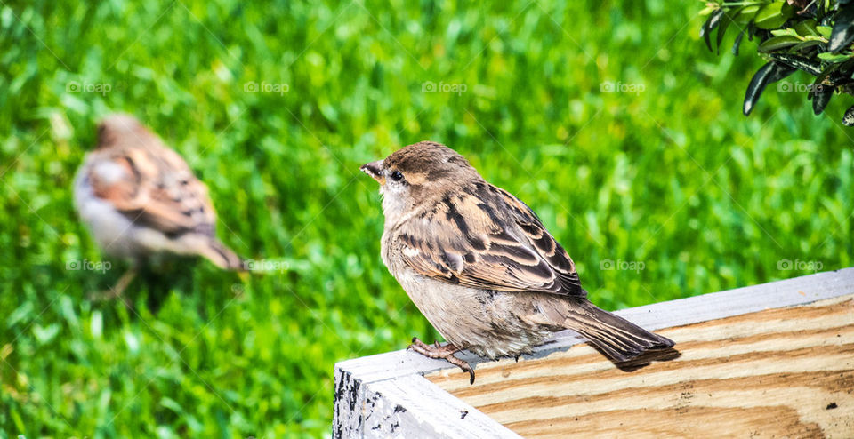 Sparrow in the distance