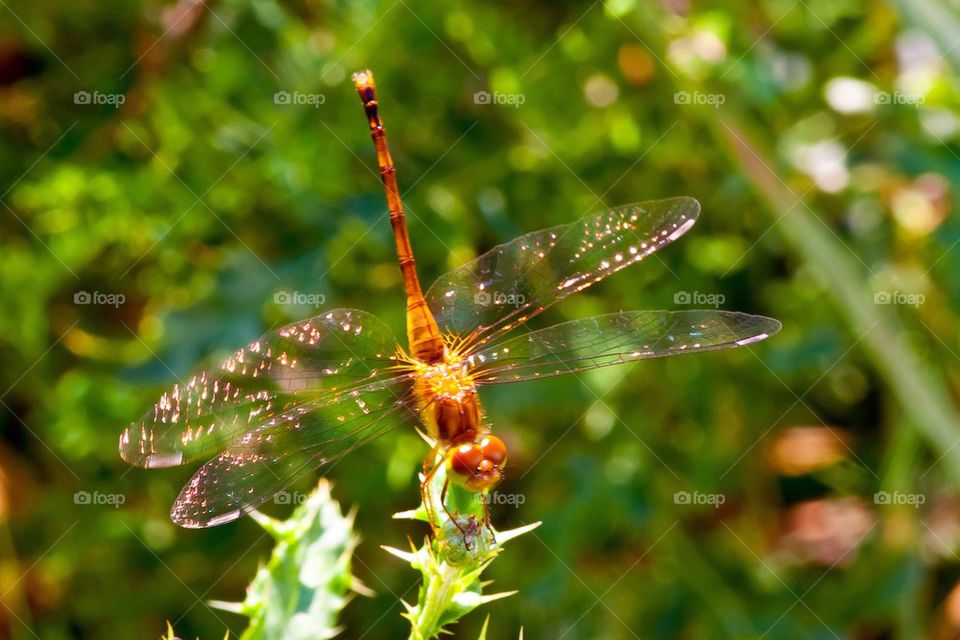 Dragonfly