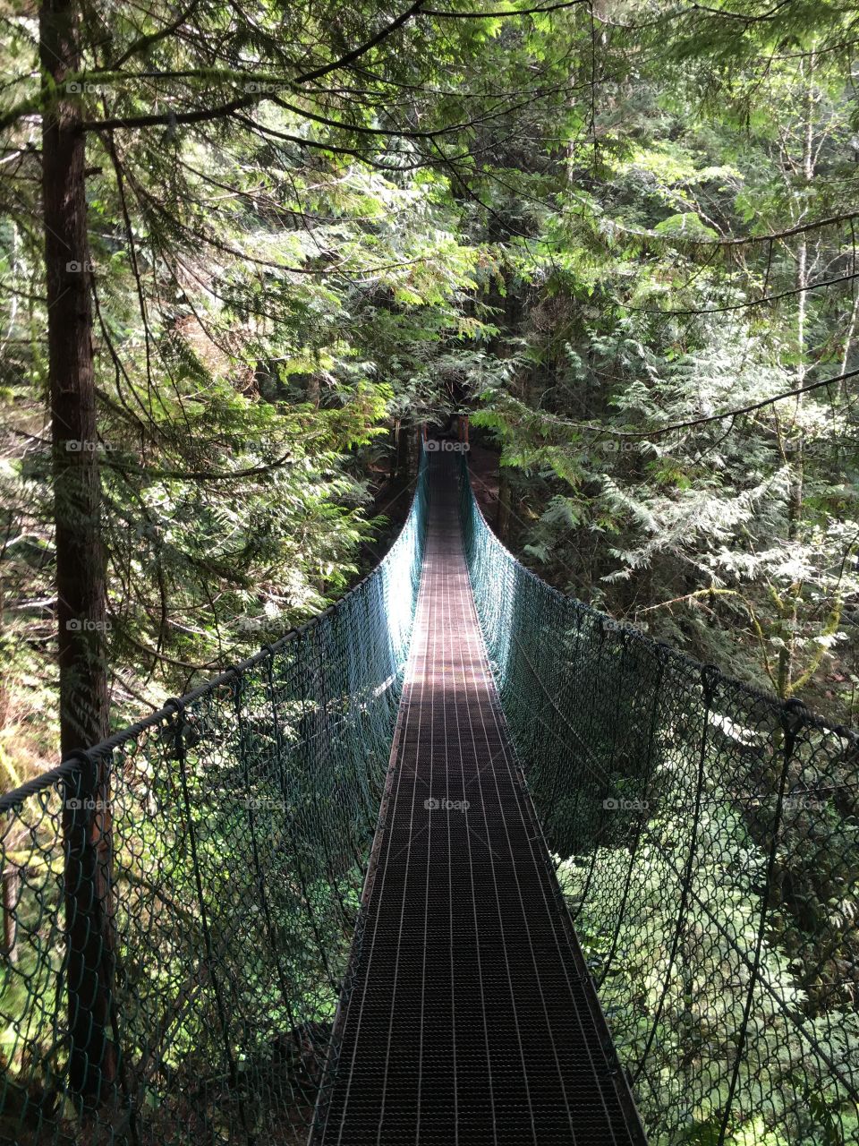 Footbridge in woods