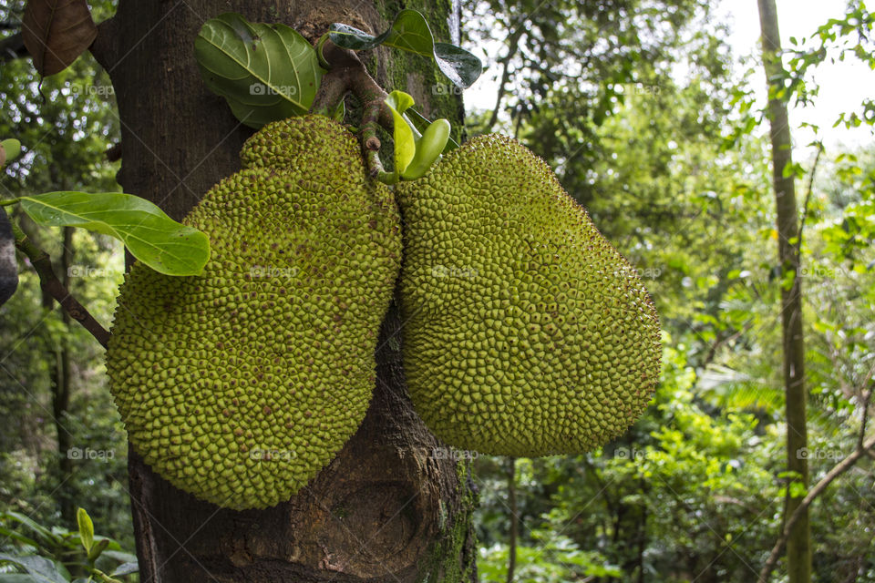 Brazilian giant fruit