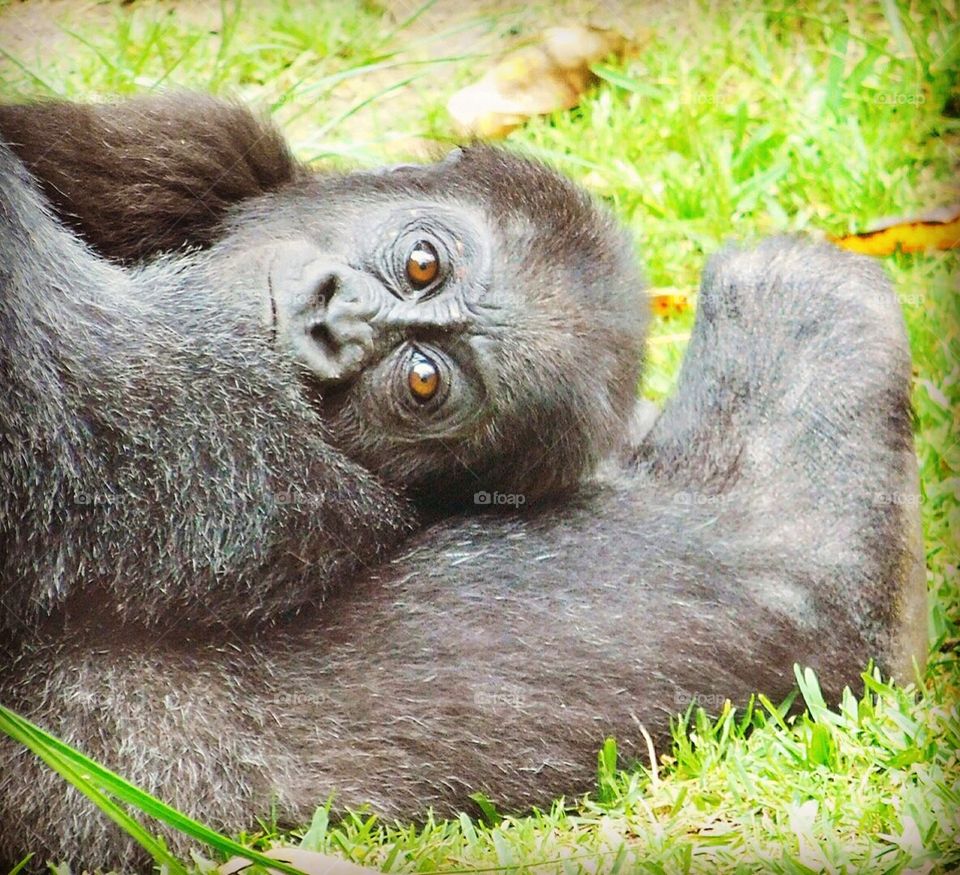 #SanDiegoZoo #Baby #Gorilla #Eyes #Animals