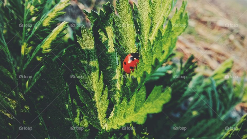 springs first born. was about to step over him lol