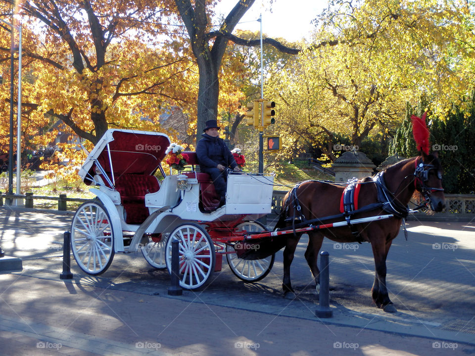New York City Central Park carriage
