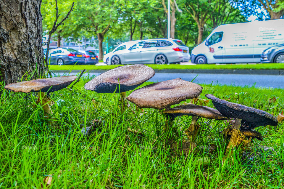 Mushrooms Aside A Dutch Road