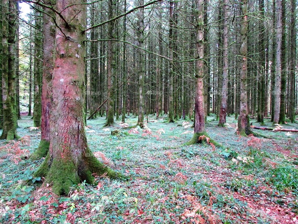 Low view of a pine forest