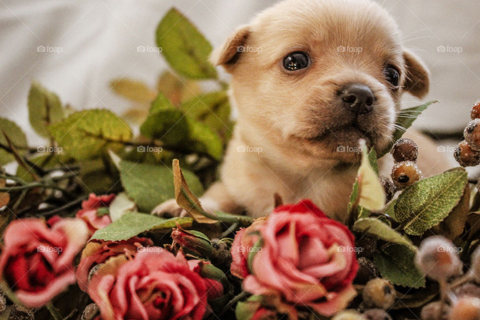 a beautifull little dog photoshoot in the roses.