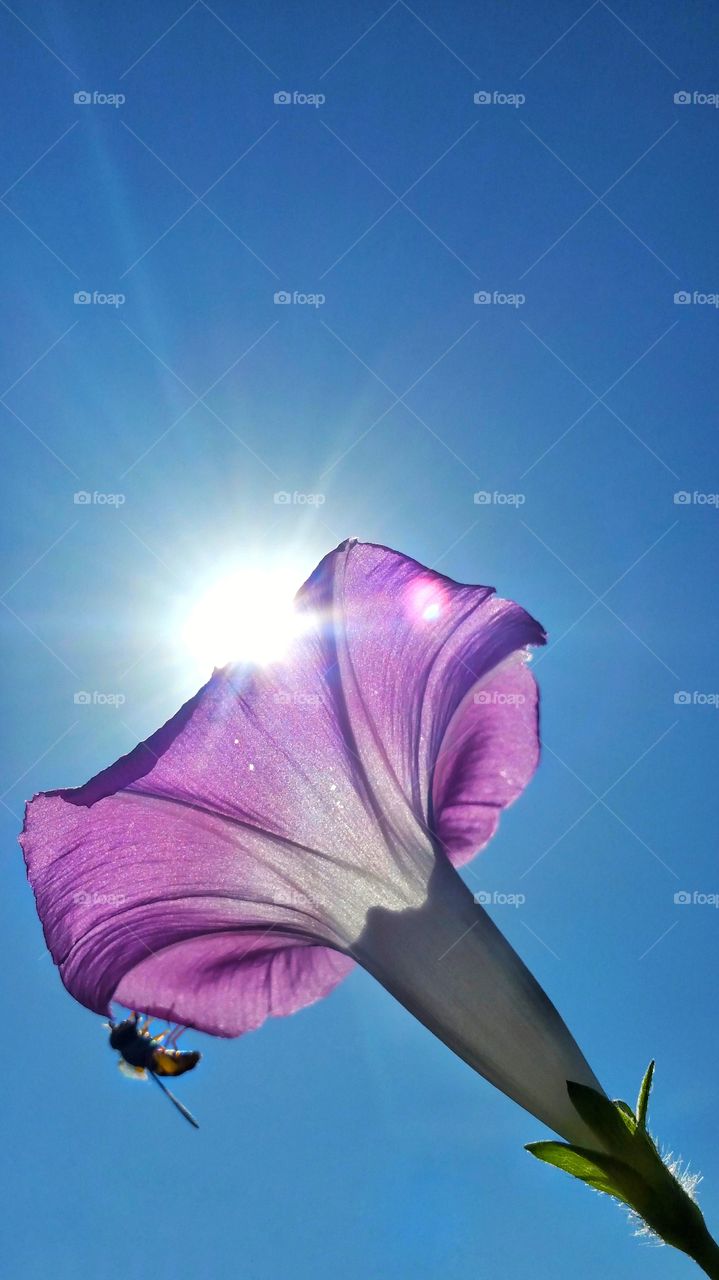 sunlit flower with bee