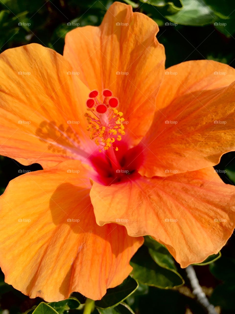 Orange hibiscus 