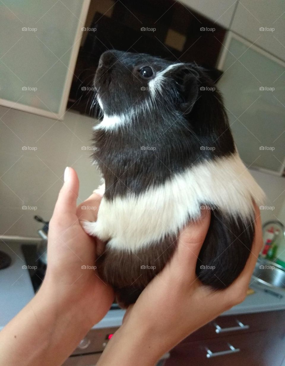 Guinea pig in the hands