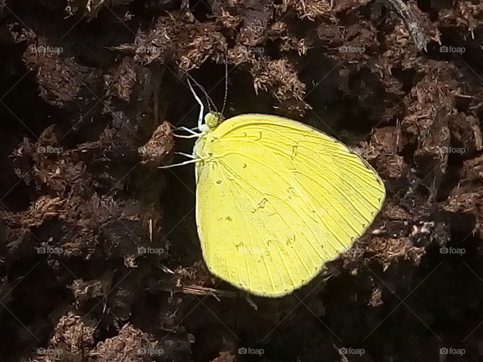 butterfly 2018-01-16 010 
#আমার_চোখে #আমার_গ্রাম #nature #butterfly #animalia #arthropoda #insecta #lepidoptera