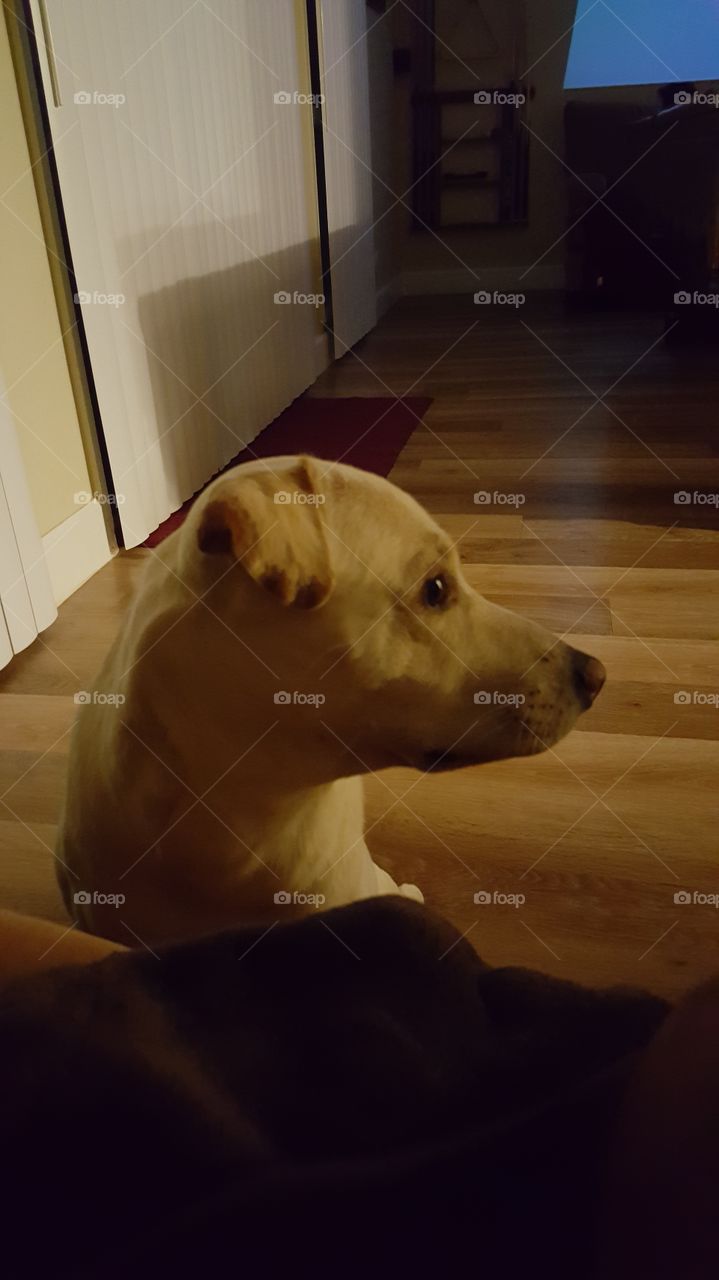 the pup. he was begging to come up onto the couch, then the door bell rang.