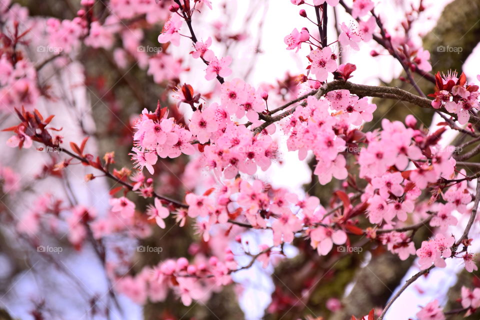 Blooming cherry