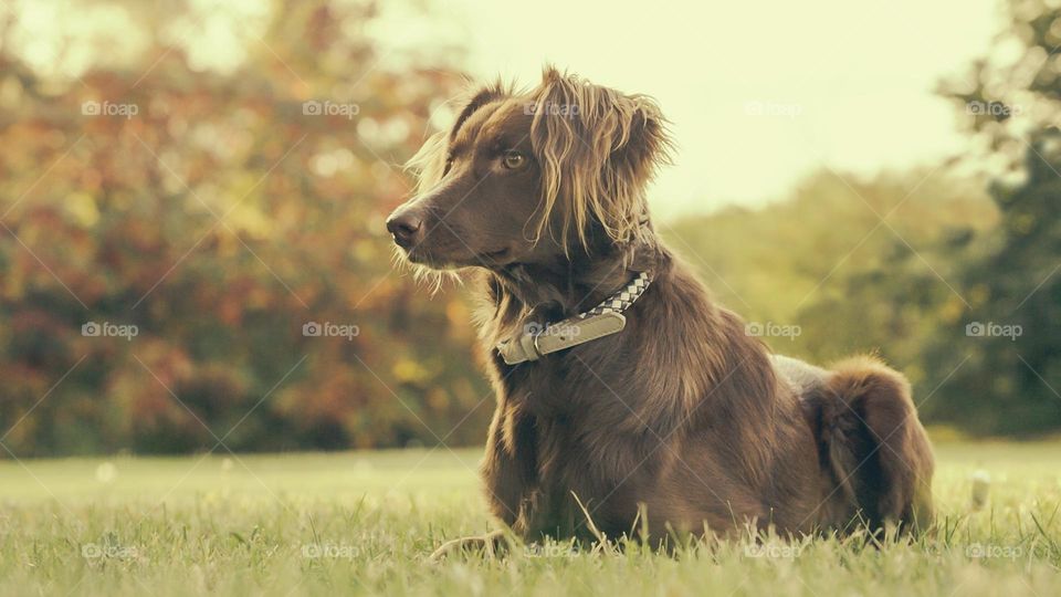 Beautiful and cute dog