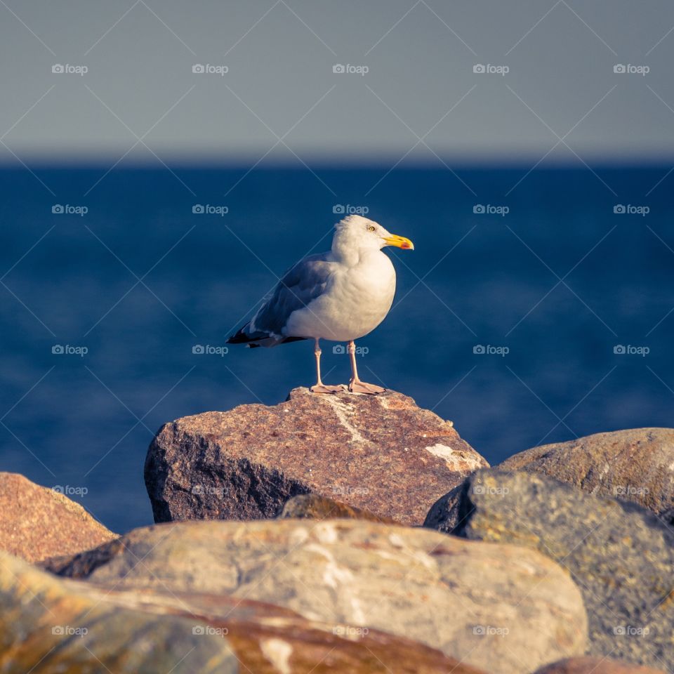 Bird, Seagulls, Wildlife, Sea, No Person