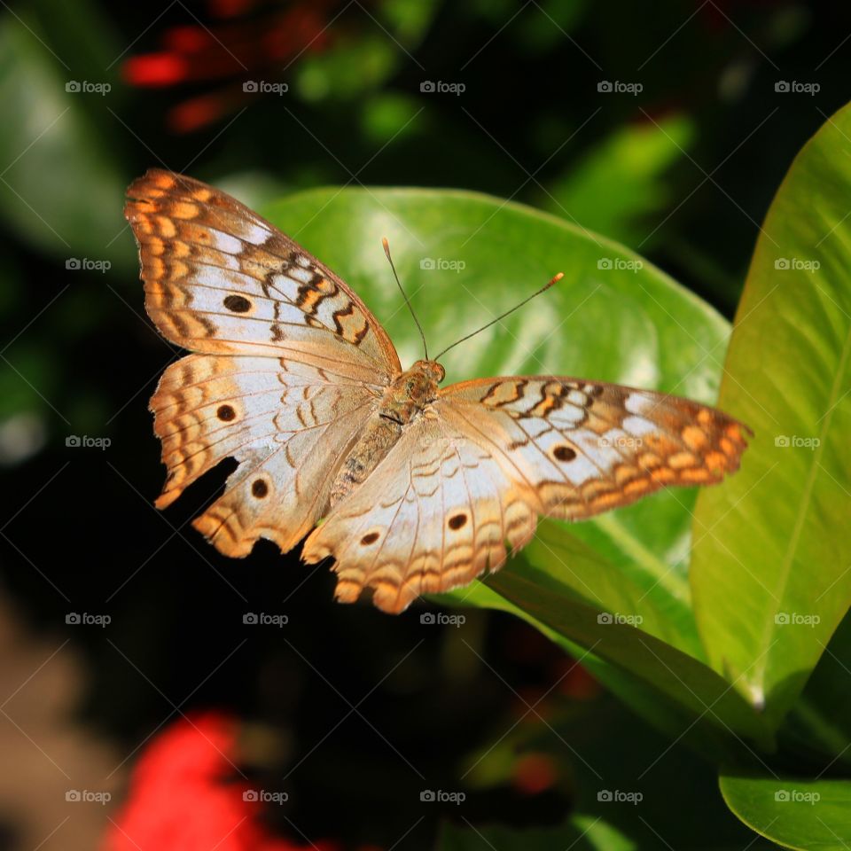 Close-up of butterfly on leaf