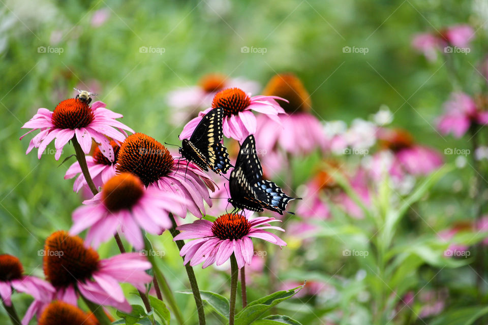 Two beautiful butterflies on bright flowers of echinacea