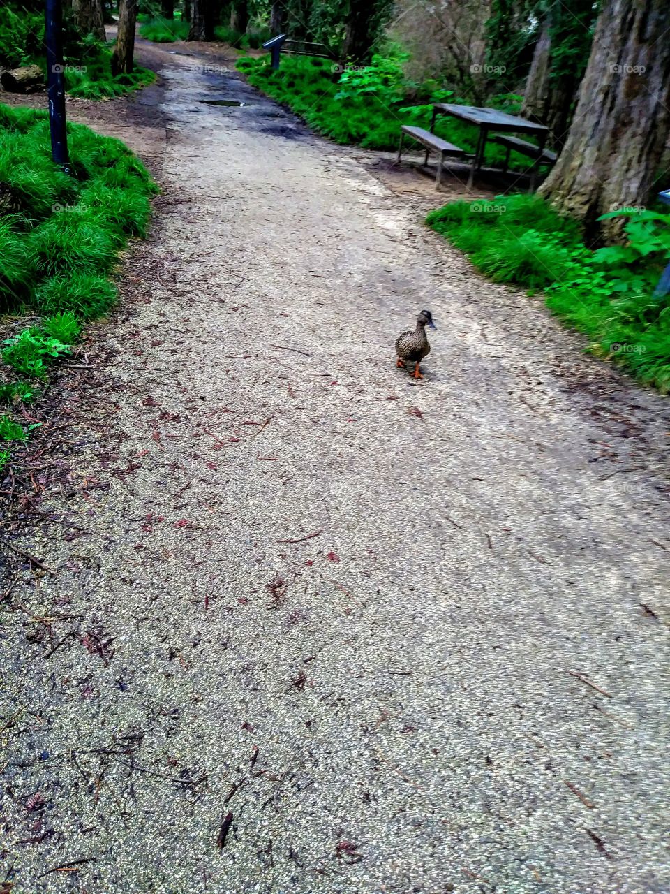 single female duck walking down gravel path amid redwoods and other green plants
