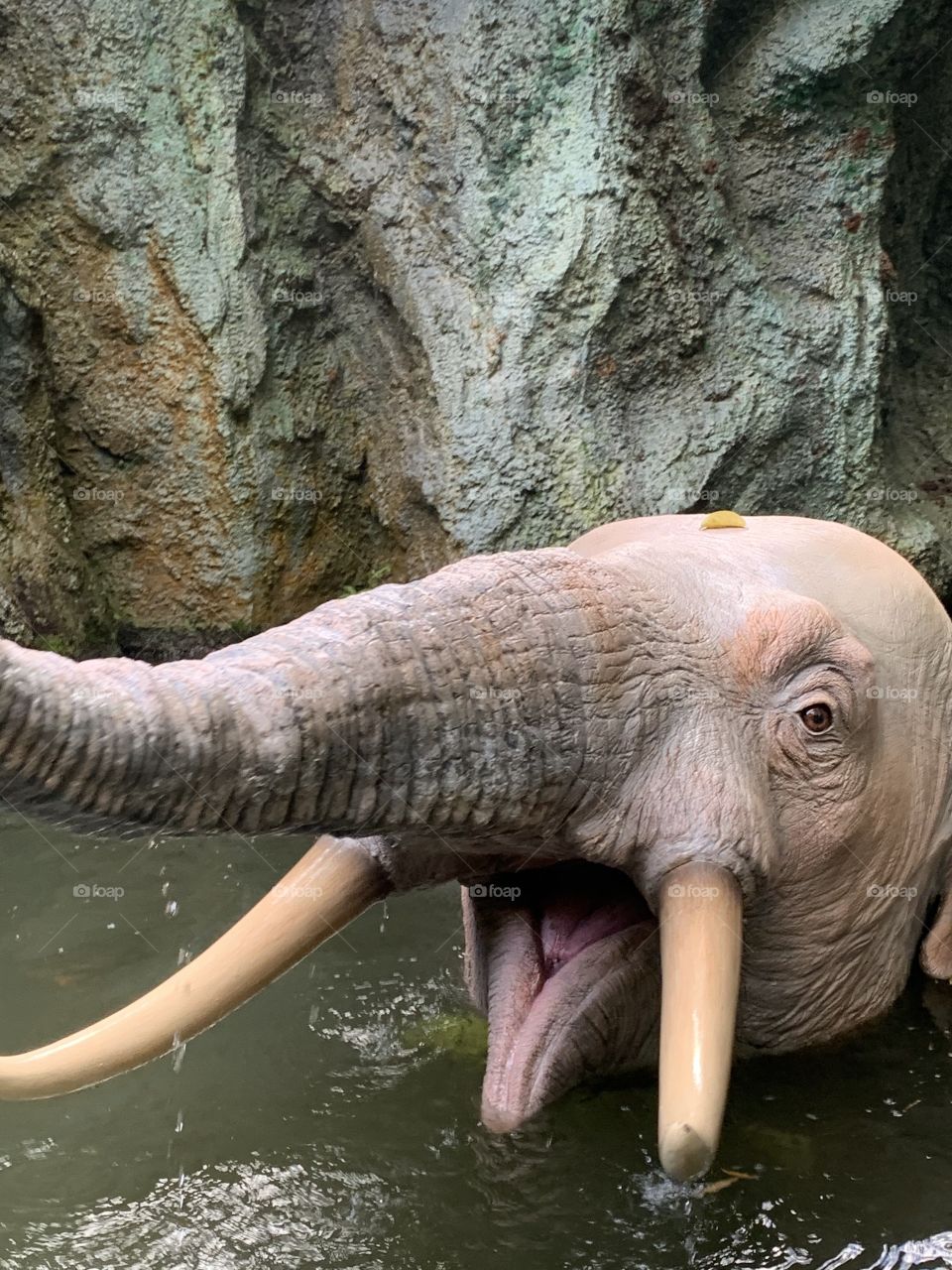 FL themeparks find VIDEOS @selsacamacho TICTOK @Selsa_Susanna IG or https://www.facebook.com/selsa, YouTube Selsa_Susanna mail: 1700 Celebration Blvd, unit 1019, Celebration, FL 34747