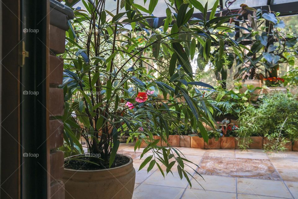 Interior of winter garden with large pot with ficus binnendijkii in foreground.