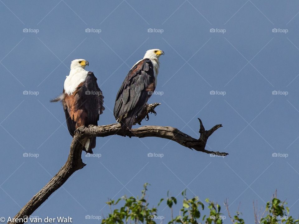 Two fish eagles