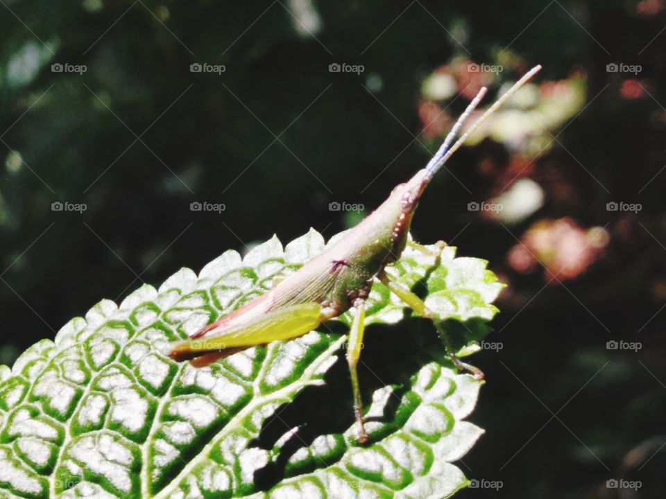 Grasshoppers perched on the leaves