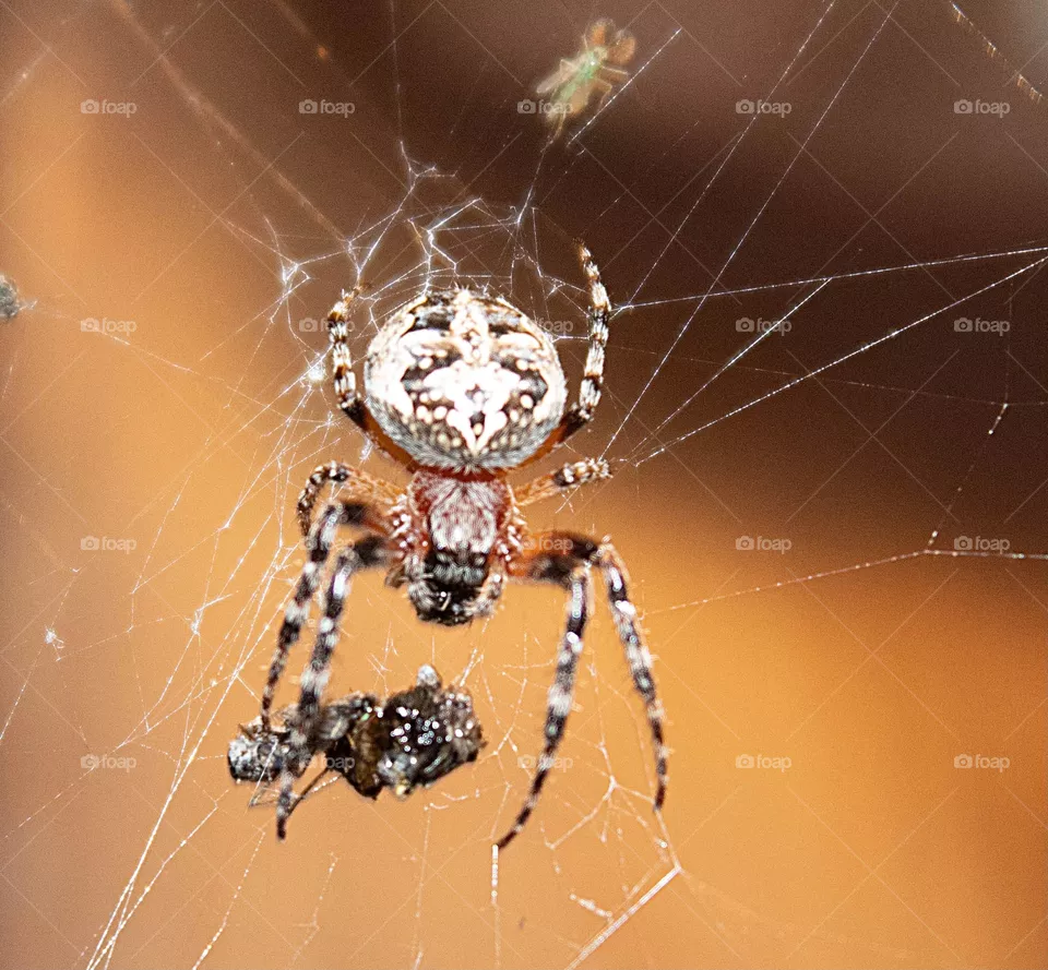 Dock spider