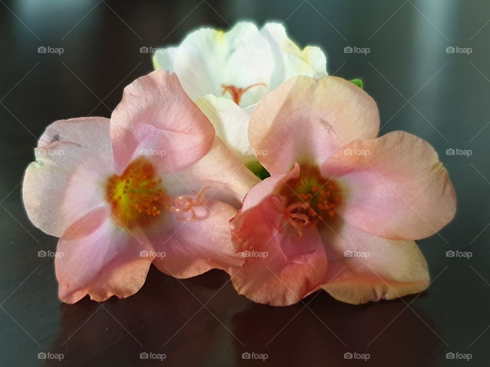 my beautiful Portulaca grandiflora