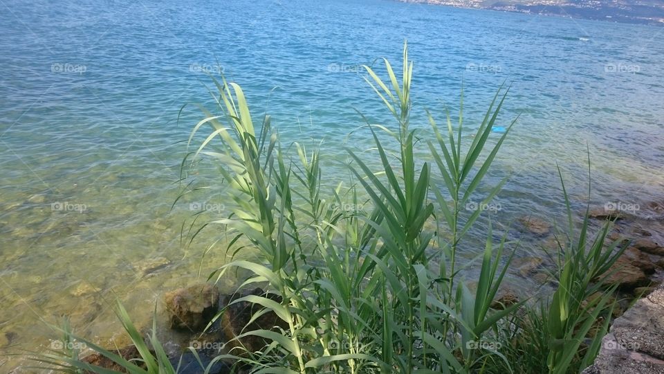 grass at the water