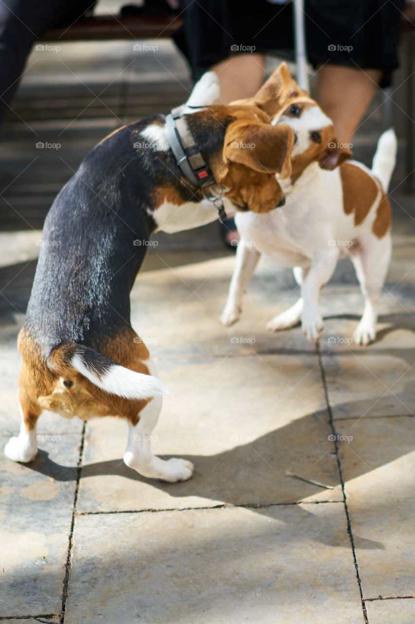 Beagle playing with a Jack Russell