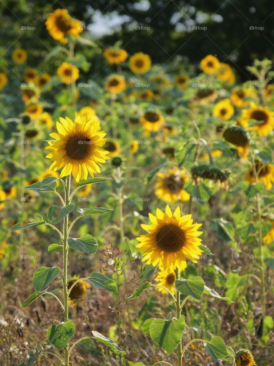 Sunflower field