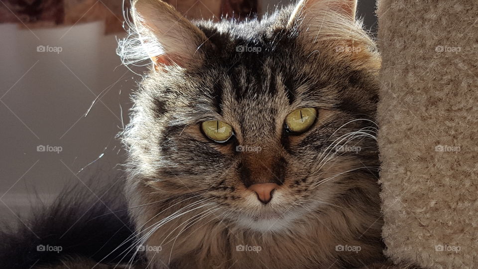 A tabby cat looking at camera