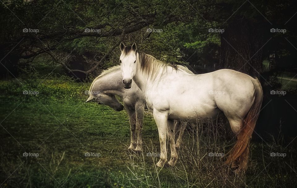 Two White Horses Surrounded By Green