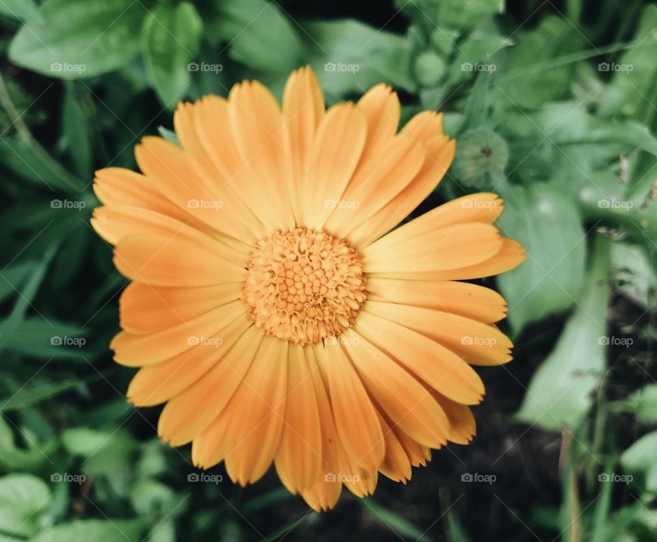 Orange flower