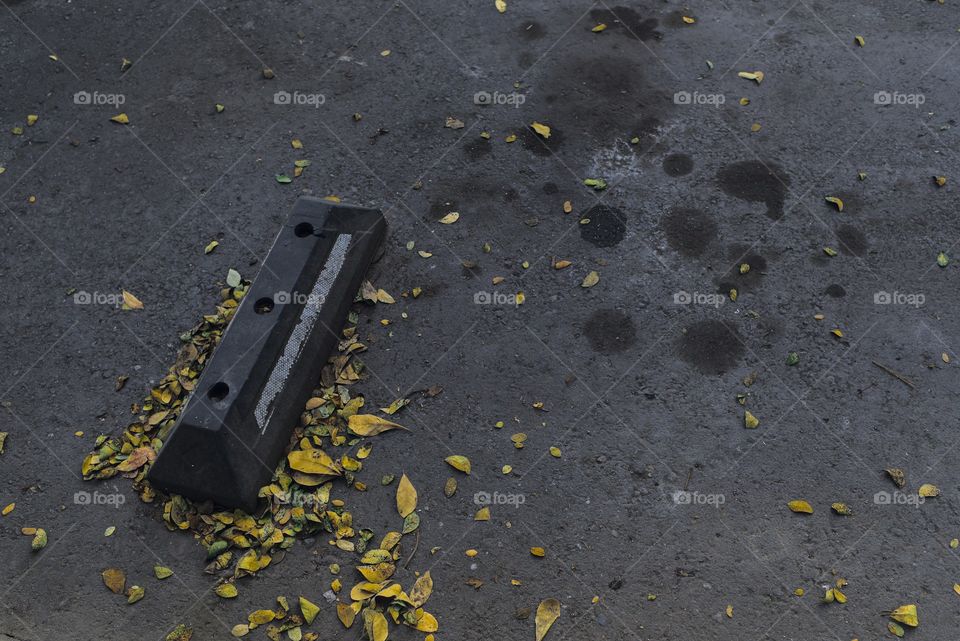 Dried yellow leaves fallen on asphalt in autumn