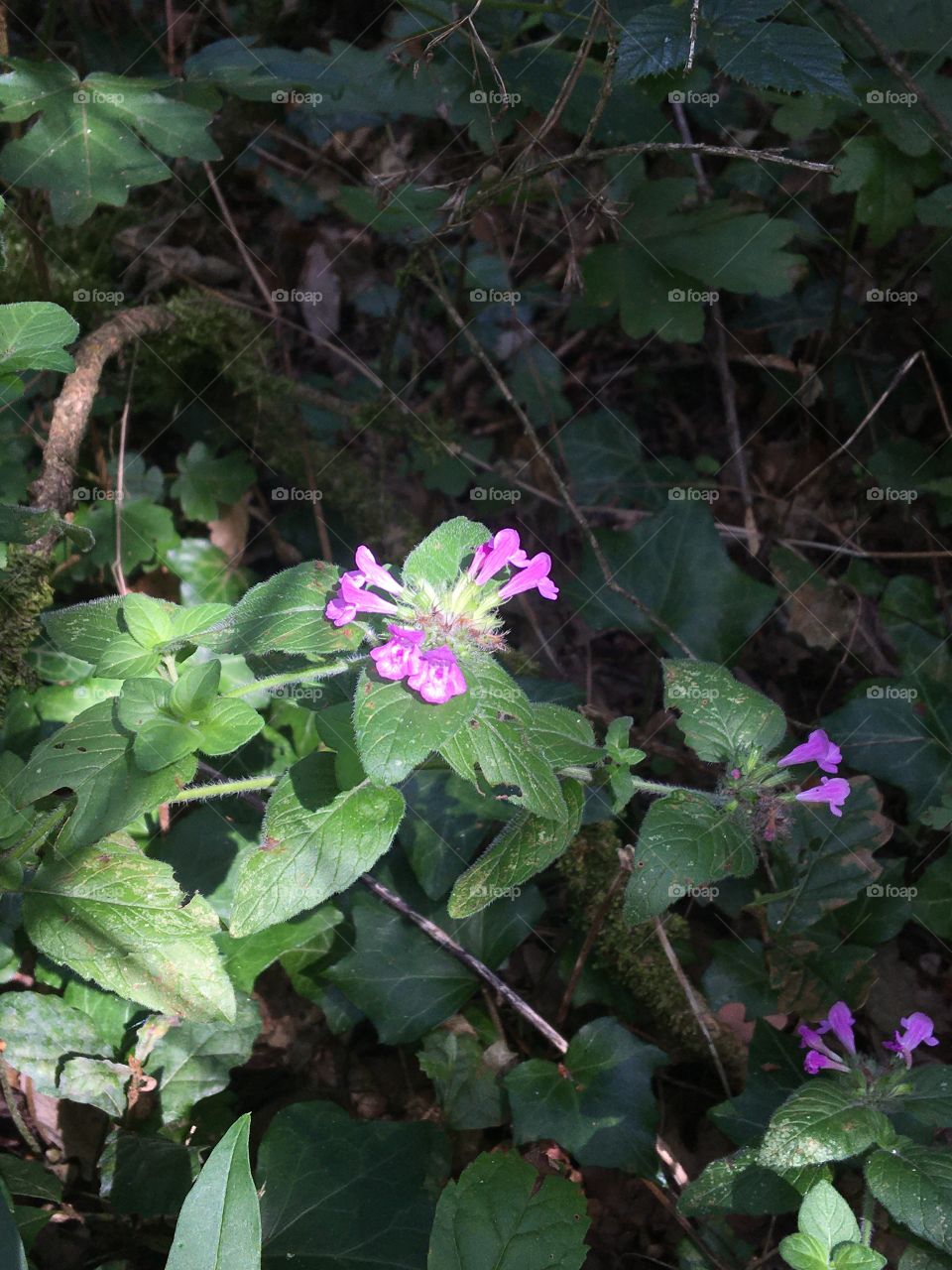 Discrete wild flower in woods